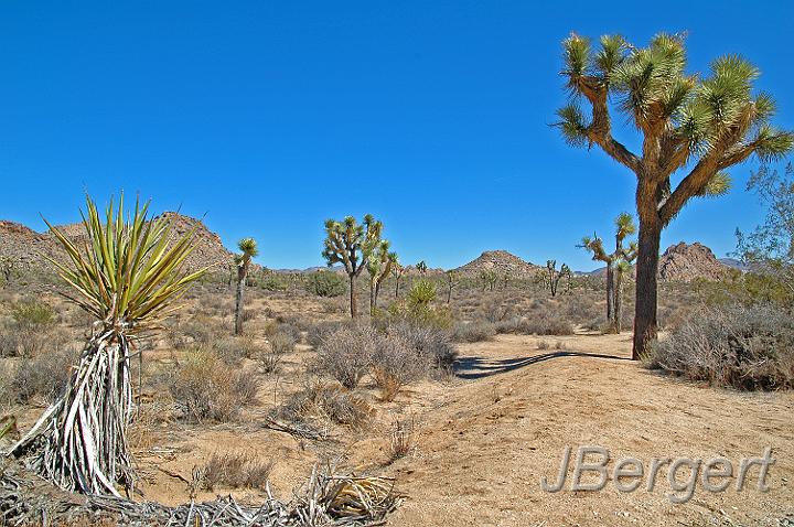 DSC_7495.JPG - Joshua Tree Nationalpark