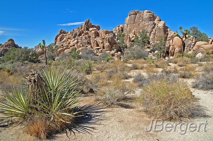 DSC_7522.JPG - Joshua Tree Nationalpark